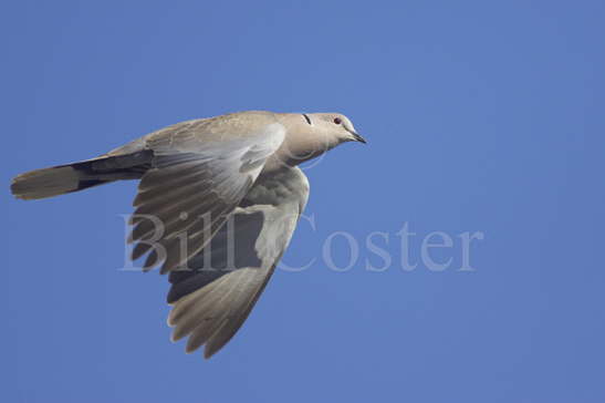 Collared Dove in Flight