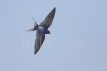 Swallow in Flight