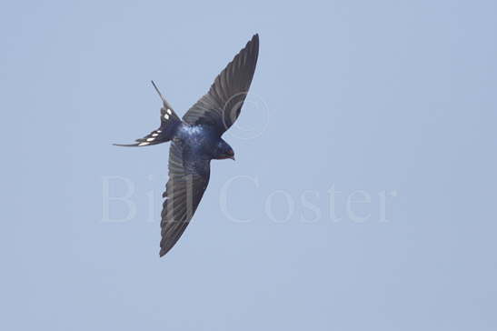 Swallow in Flight