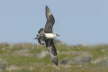 Arctic Skua in Flight