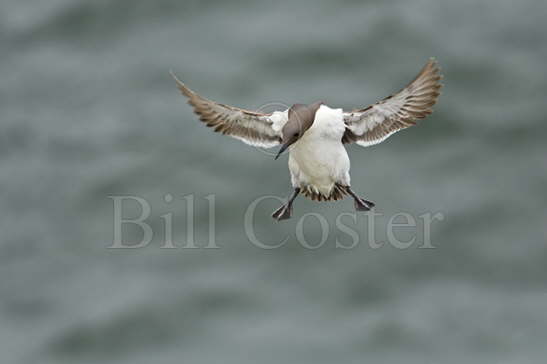 Common Guilemot Landing