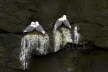 Kittiwakes on Nests