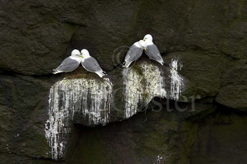 Kittiwakes on Nests
