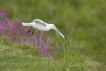 Kittiwake Flight