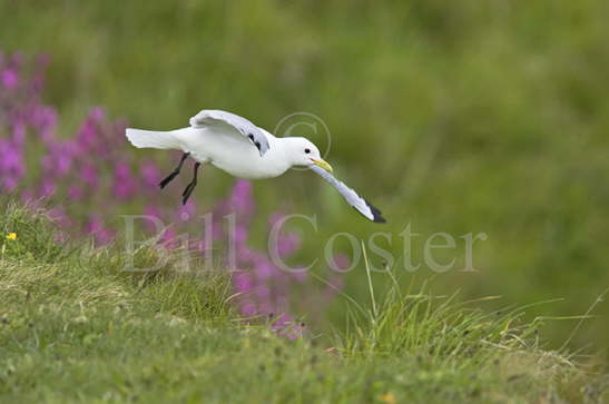 Kittiwake Flight