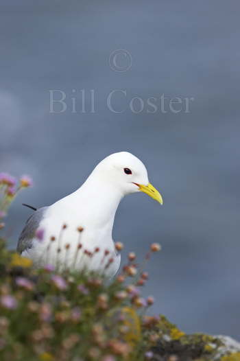 Kittiwake