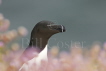 Razorbill