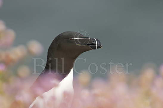 Razorbill and Thrift