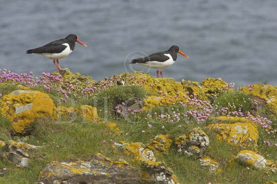 Oystercatcher Pair