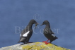 Black Guillemot