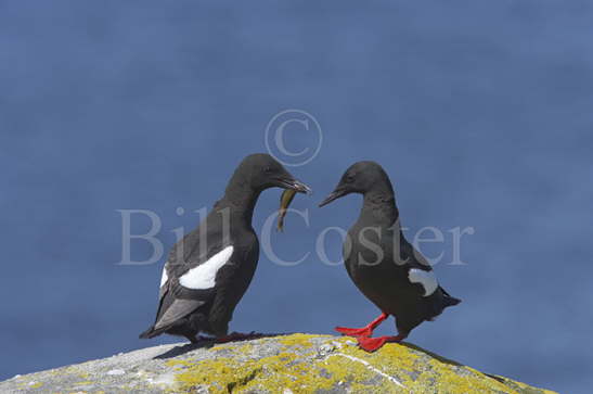 Black Guillemot