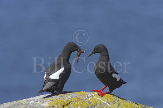 Black Guillemots