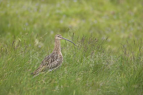 Curlew