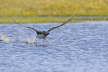 Red Throated Diver Taking Off