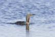 Red Throated Diver