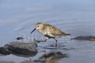 Dunlin summer