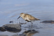 Dunlin