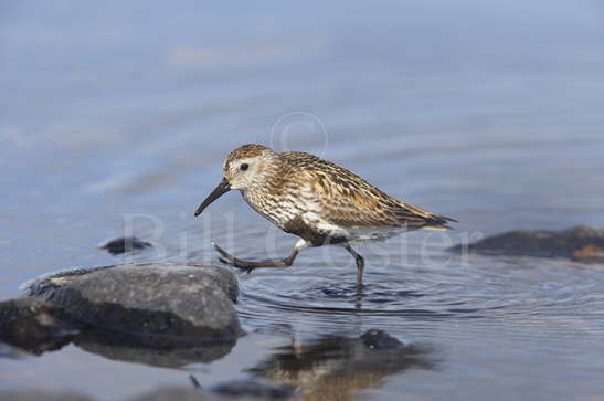 Dunlin summer
