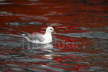 Fulmar and Red Water