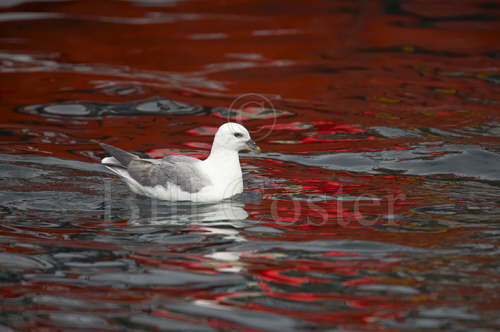Fulmar and Red Water