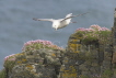 Fulmar and Thrift covered cliffs