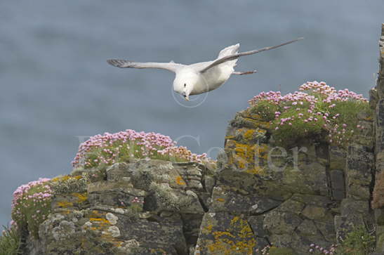 Fulmar and Thrift covered cliffs