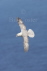 Fulmar