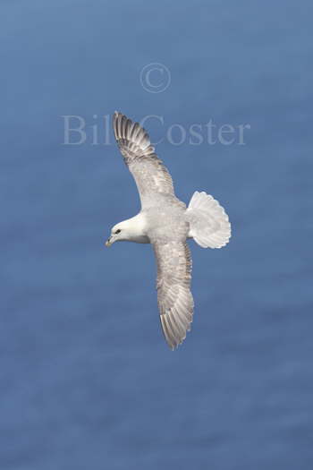 Fulmar in Flight