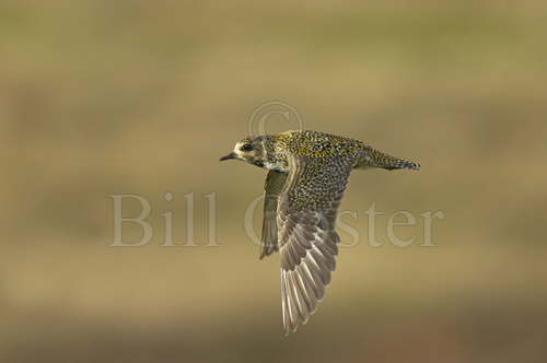 Golden Plover in Flight