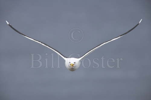 Great Black Back Gull