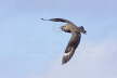 Great Skua Attack