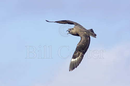 Great Skua Attack