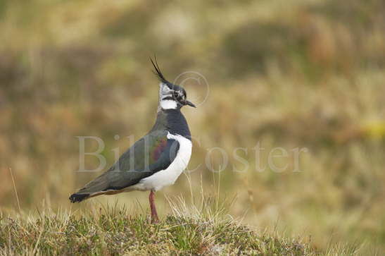 Lapwing