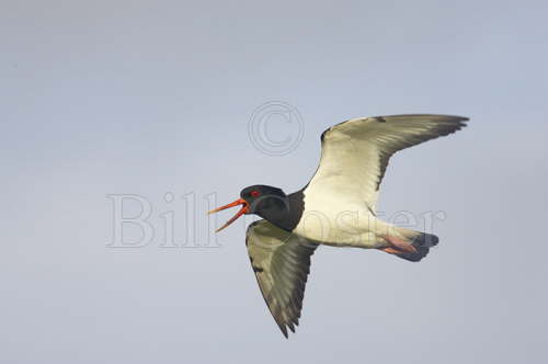 Oystercatcher Calling in Flight