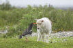 Oystercatcher and Lamp