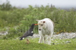 Oystercatcher Attacking Lamb