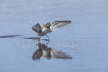 Red Necked Phalarope Taking Off