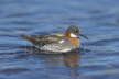 Red Necked Phalarope