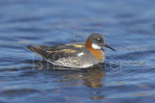 Red Necked Phalarope