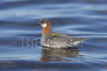 Red-necked Phalarope