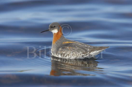 Red-necked Phalarope