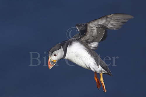 Puffin Landing