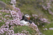Puffin with Thrift