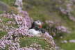 Puffin and Thrift