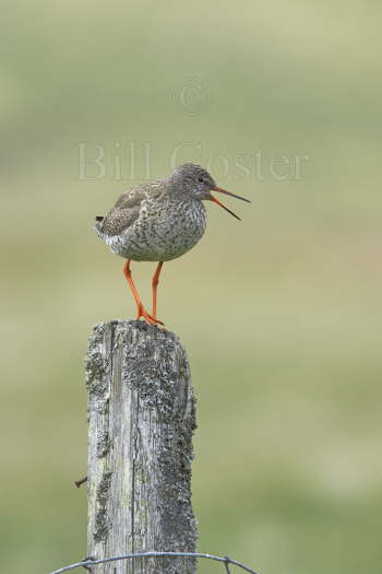 Redshank on Post