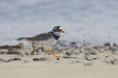 Ringed Plover with Flies