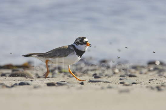Ringed Plover with Flies