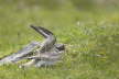 Ringed Plover Broken Wing Display