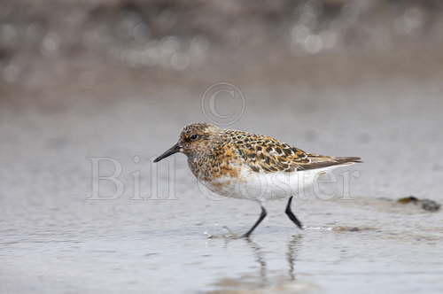 Sanderling in Breeding Plumage