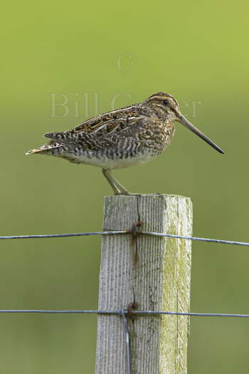 Snipe on Post